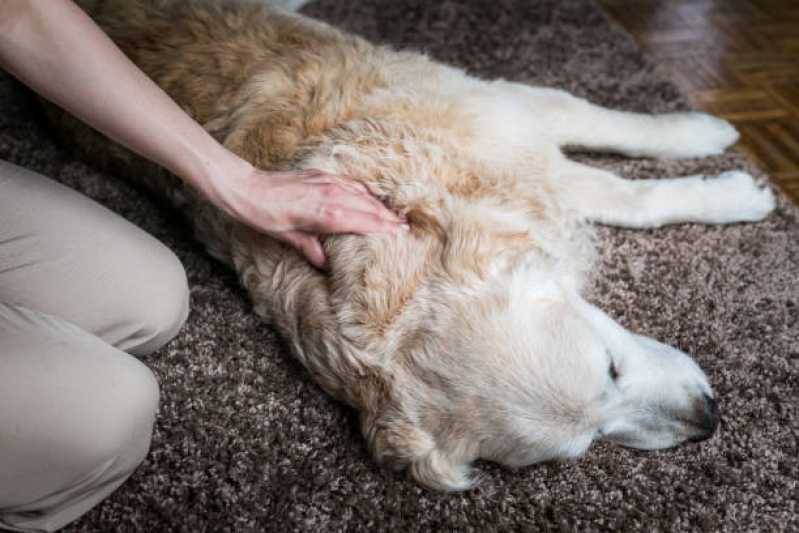 Fisioterapia para Cachorro com Displasia Valores Vila Hamburguesa - Fisioterapia para Cães São Paulo