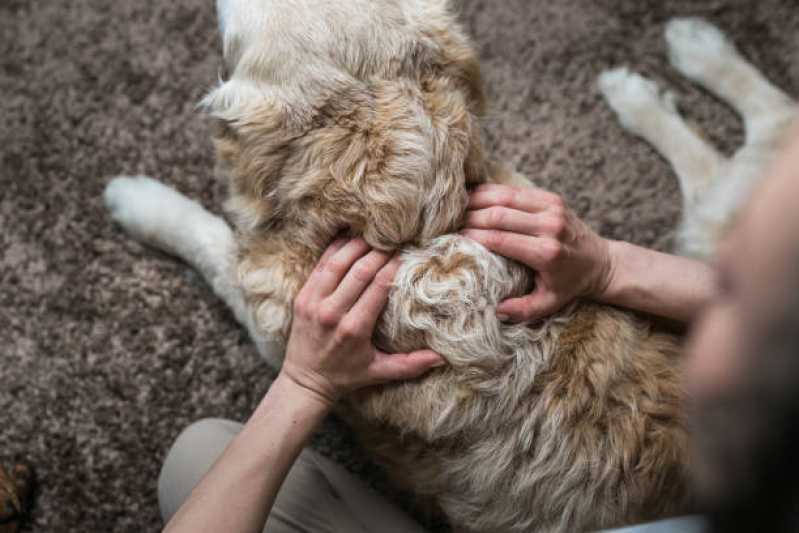 Fisioterapia para Cachorro com Displasia •Chácara Castelo - Fisioterapia para Displasia Coxofemoral em Cães