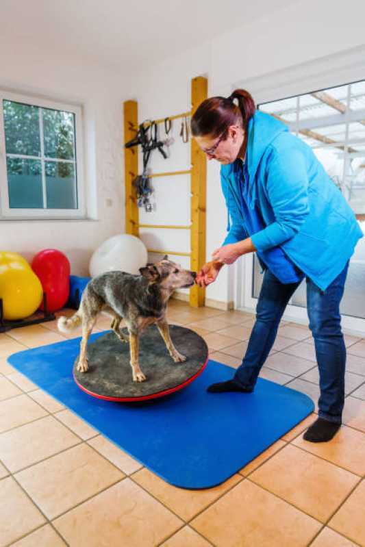 Fisioterapia para Cães com Artrose Embu Guaçú - Fisioterapia para Displasia Coxofemoral em Cães