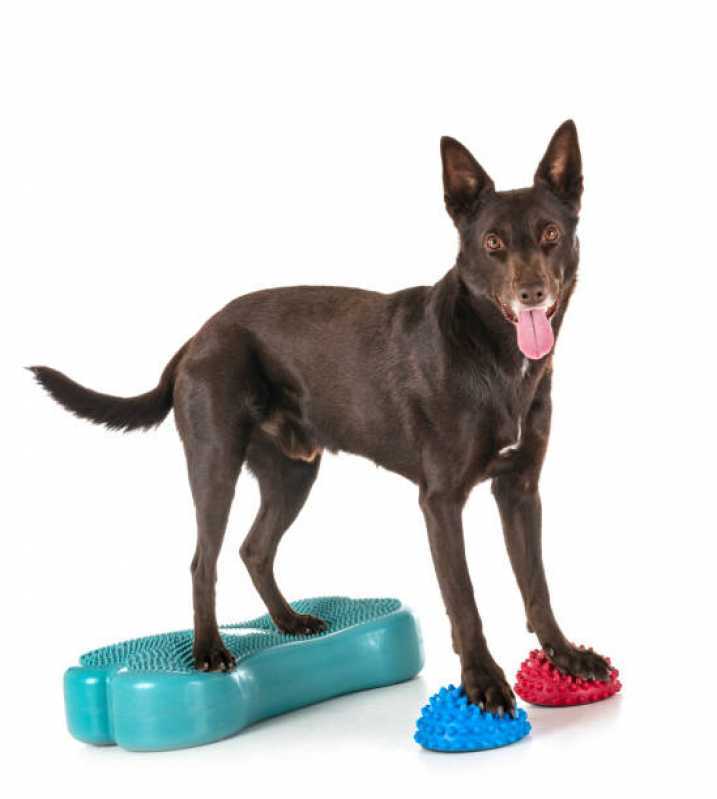 Fisioterapia para Cães com Hérnia de Disco Ibirapuera - Fisioterapia para Cães
