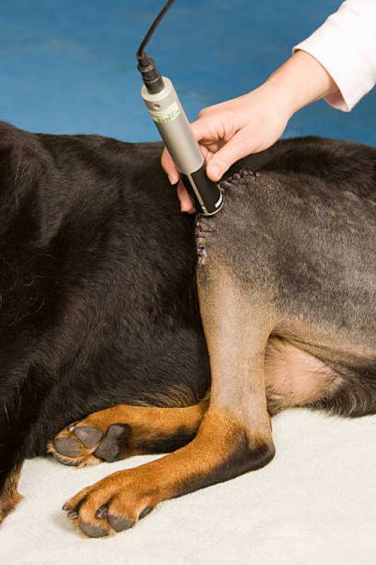 Fisioterapia para Cães e Gatos Clínica Pinheiro - Fisioterapia Canina ABC