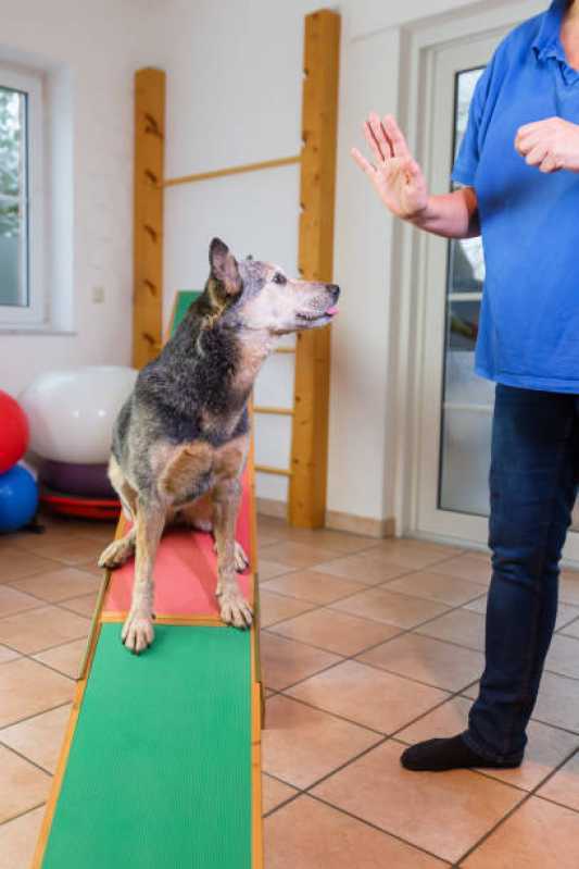 Fisioterapia para Cães e Gatos .Vila Paulista - Fisioterapia Canina