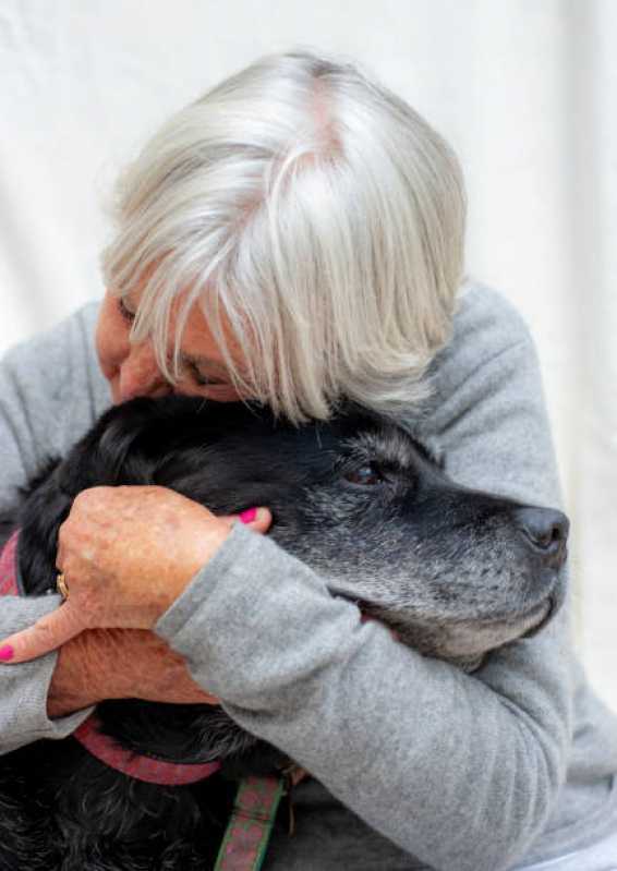 Fisioterapia para Displasia Coxofemoral em Cães Valores Rudge Ramos - Fisioterapia para Cachorro com Artrose