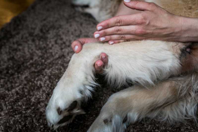 Fisioterapia para Displasia Coxofemoral em Cães Santa Cruz - Fisioterapia para Cachorro com Cinomose