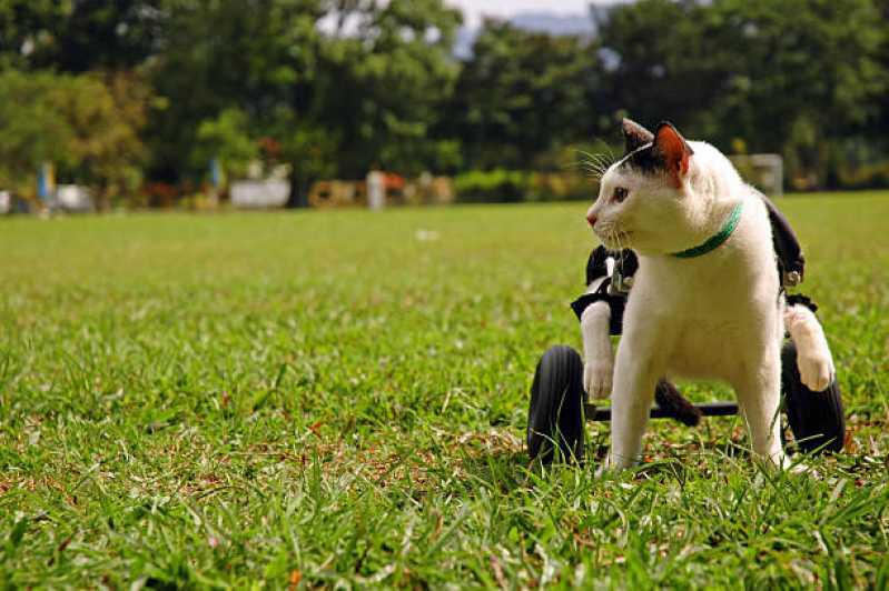 Fisioterapia para Gatos Paraplégicos Clínica Rudge Ramos - Fisioterapia e Reabilitação de Animais