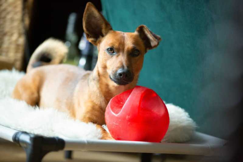 Fisioterapia Pet Clínica Sacomã - Fisioterapia e Reabilitação de Animais