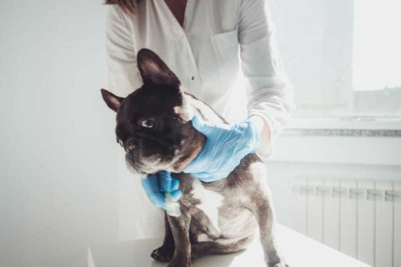 Fisioterapia Pet Vila do Bosque - Fisioterapia e Reabilitação para Cães