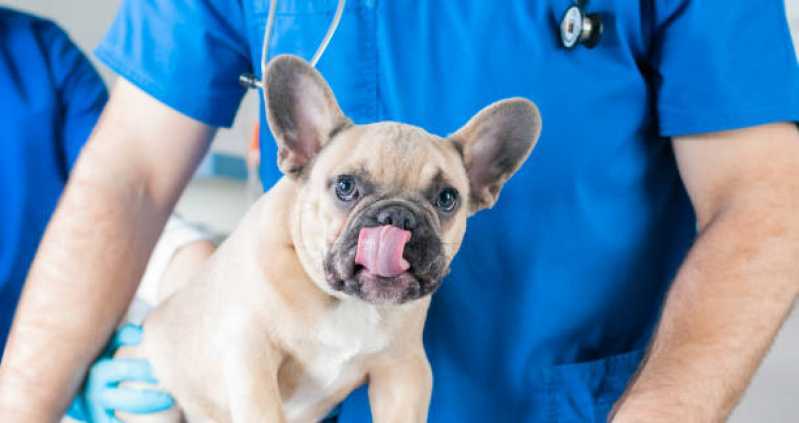 Hospital Veterinário Reabilitação Santa Cruz - Clínica Veterinária para Cães e Gatos