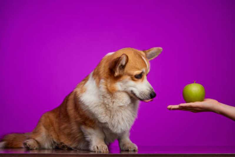 Nutrição Veterinária para Cachorro Valor São Judas - Nutrição Veterinária Animal
