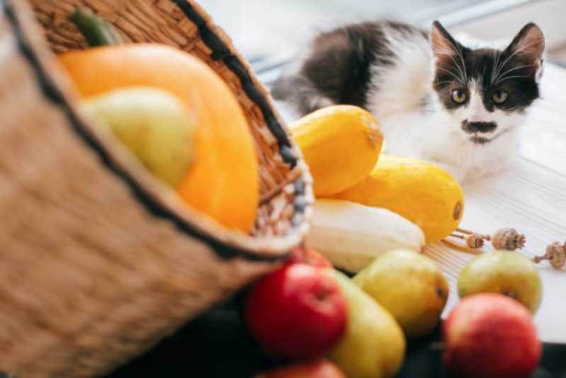 Onde Comprar Comida de Gato Natural Jardim da Gloria - Comida Natural para Animais