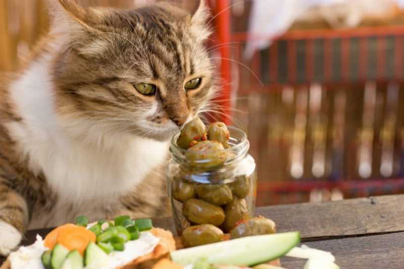 Onde Comprar Comida de Gatos Natural Santa Cruz - Comida Natural para Gatos com Problemas Urinários