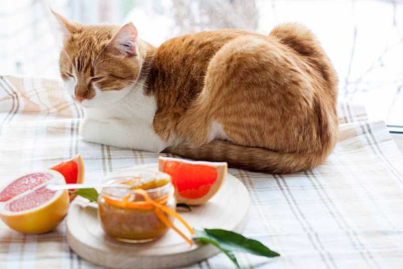 Onde Comprar Comida Natural para Animais Sacomã - Comida de Gato Natural