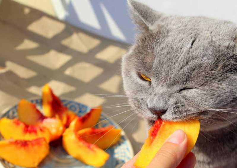 Onde Comprar Comida Natural para Gato com Problema Renal Aclimação - Comida Natural para Animais