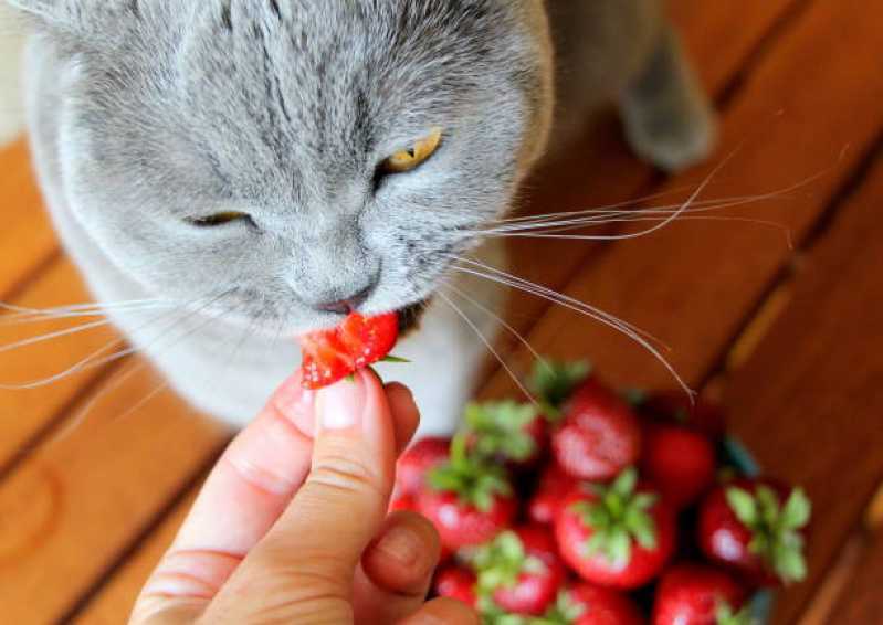 Onde Comprar Comida Natural para Gatos e Cães Granja Julieta - Comida Natural para Gatos Diabéticos