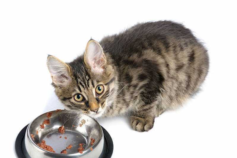 Onde Comprar Ração de Gato Berrini - Ração para Gato Castrado
