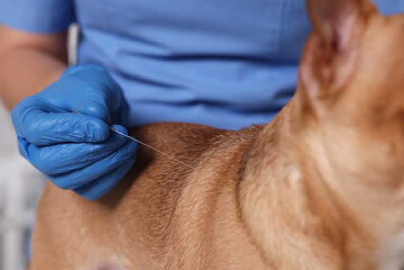 Onde Faz Acupuntura em Animais Jd. da Glória - Acupuntura Veterinária para Cães