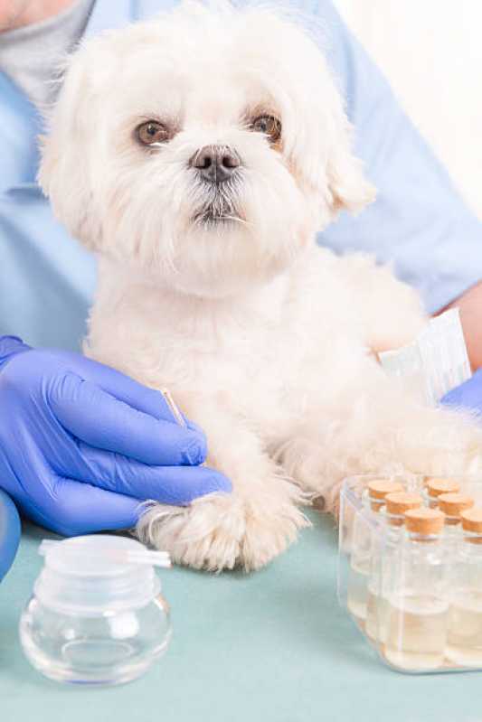 Onde Faz Acupuntura em Pequenos Animais Vila Mariana - Acupuntura Veterinária para Cães