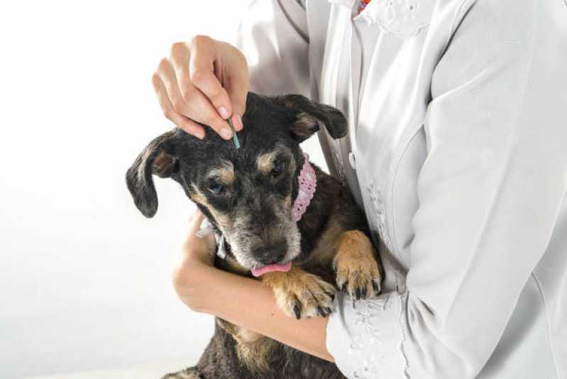 Onde Faz Acupuntura para Animais Cerqueira César - Acupuntura Veterinária em Cachorros