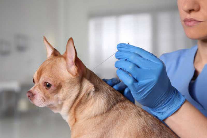 Onde Faz Acupuntura Veterinária para Cães Granja Julieta - Acupuntura para Animais