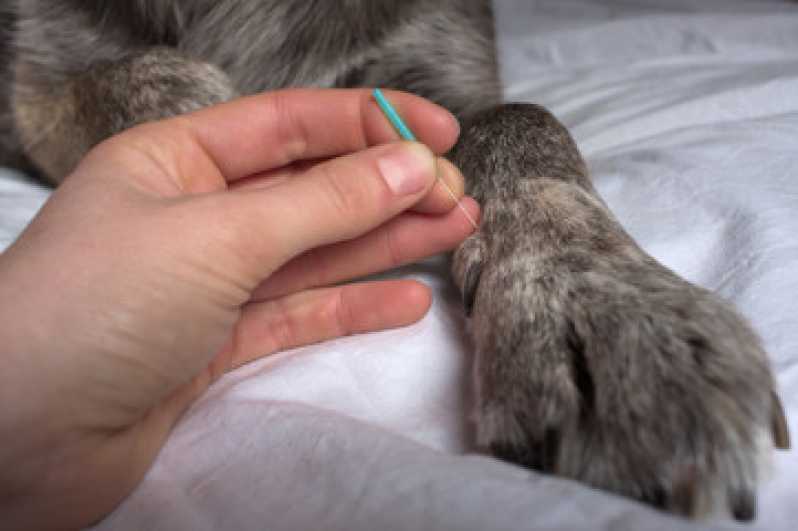 Onde Faz Acupuntura Veterinária para Gatos Vila Hamburguesa - Acupuntura Veterinária em Gatos