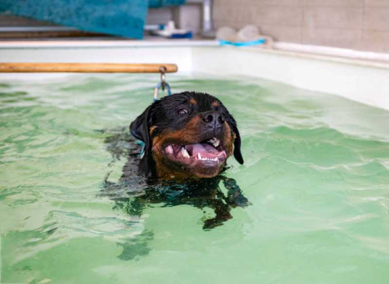 Onde Faz Fisioterapia Canina Jd. Bélgica - Fisioterapia para Cães e Gatos