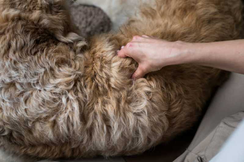 Onde Faz Fisioterapia de Animais Vila do Bosque - Fisioterapia em Cães