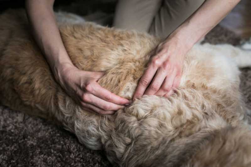 Onde Faz Fisioterapia de Cachorro Moema - Fisioterapia para Pets