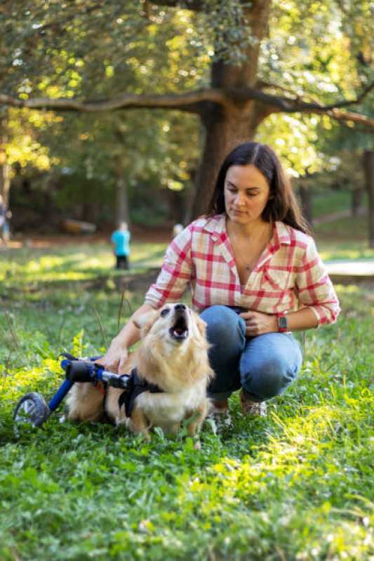 Onde Faz Fisioterapia de Pequenos Animais Chácara Itaim - Fisioterapia e Reabilitação de Animais