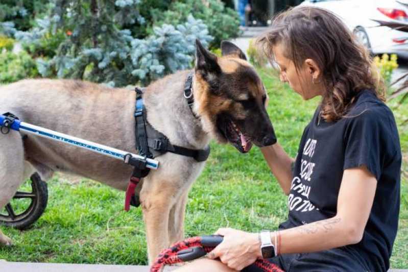 Onde Faz Fisioterapia e Reabilitação Animal Mogi Guaçu - Fisioterapia e Reabilitação para Animais