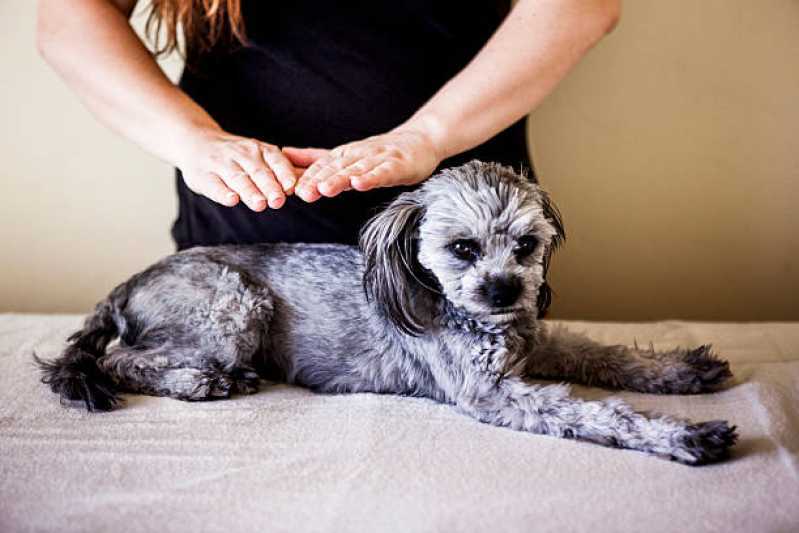 Onde Faz Fisioterapia e Reabilitação para Animais Pinheiro - Fisioterapia e Acupuntura para Cachorros