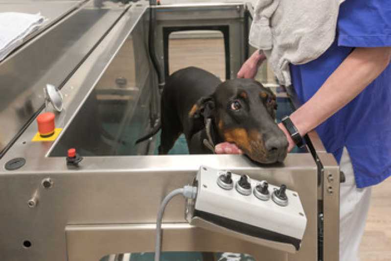 Onde Faz Fisioterapia em Animais Barueri - Fisioterapia Canina ABC