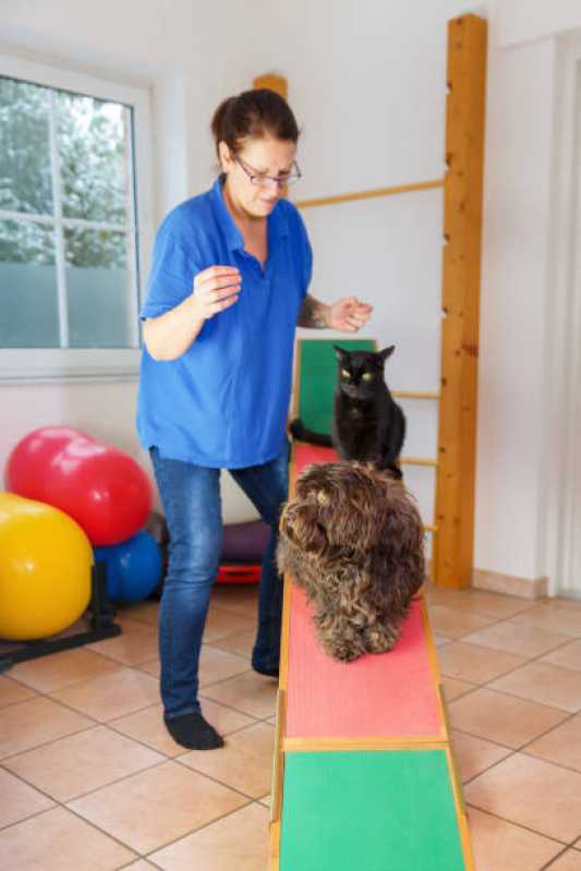 Onde Faz Fisioterapia em Cachorro Vila Gertrudes - Fisioterapia para Displasia Coxofemoral em Cães
