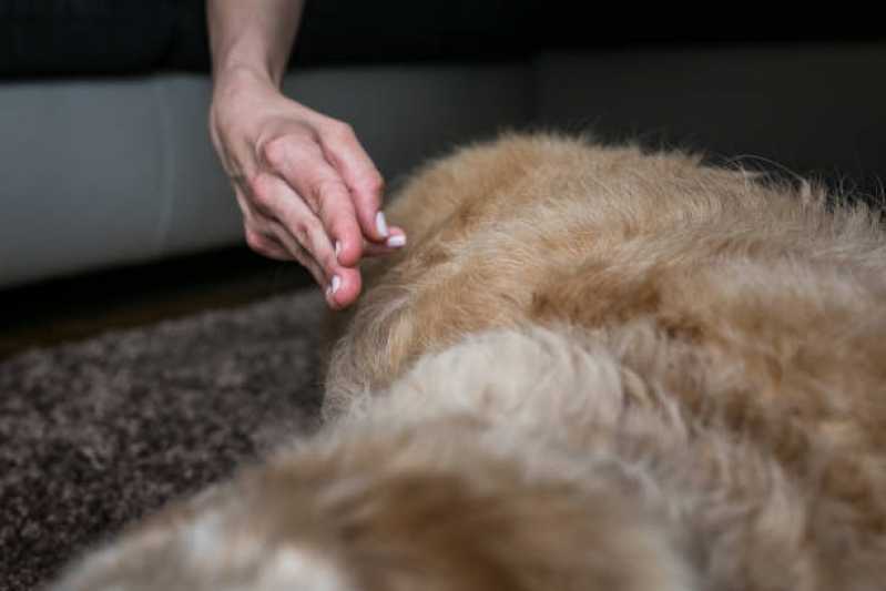Onde Faz Fisioterapia para Cachorro com Artrose Vila Hamburguesa - Fisioterapia para Luxação de Patela em Cães