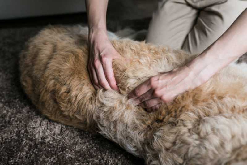 Onde Faz Fisioterapia para Cachorro com Displasia Brooklin - Fisioterapia para Cachorro com Cinomose
