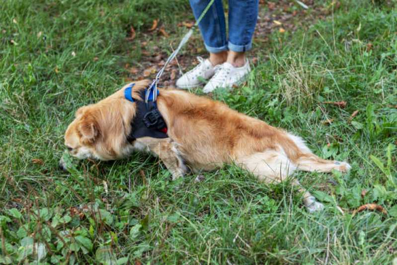 Onde Faz Fisioterapia para Cães com Artrose Juquitiba - Fisioterapia para Displasia Coxofemoral em Cães