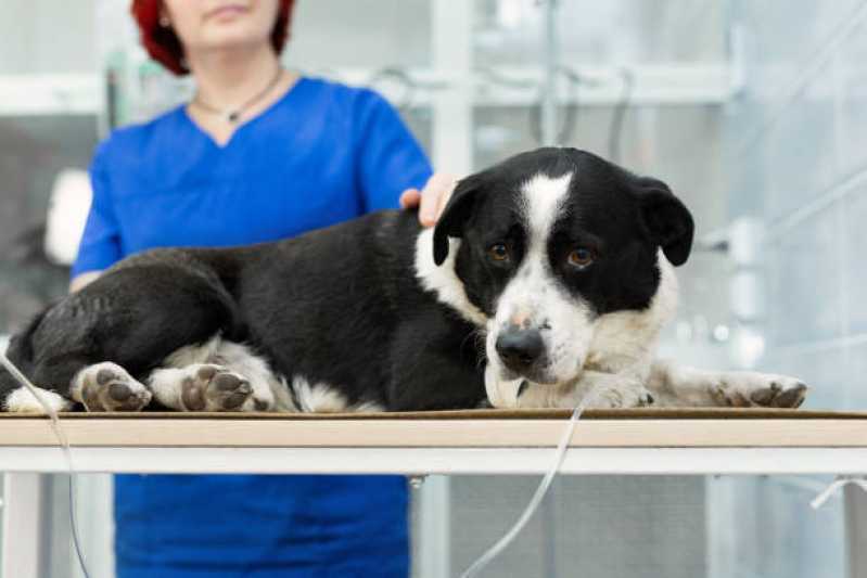 Onde Faz Fisioterapia para Cães São Caetano do Sul - Fisioterapia para Displasia Coxofemoral em Cães