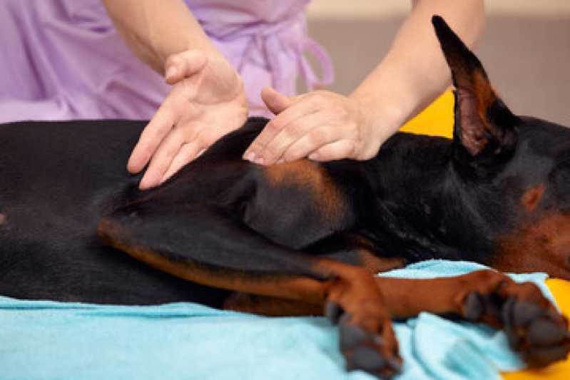Onde Faz Reabilitação Animais Silvestres Vila Gumercindo - Reabilitação para Cachorros ABC