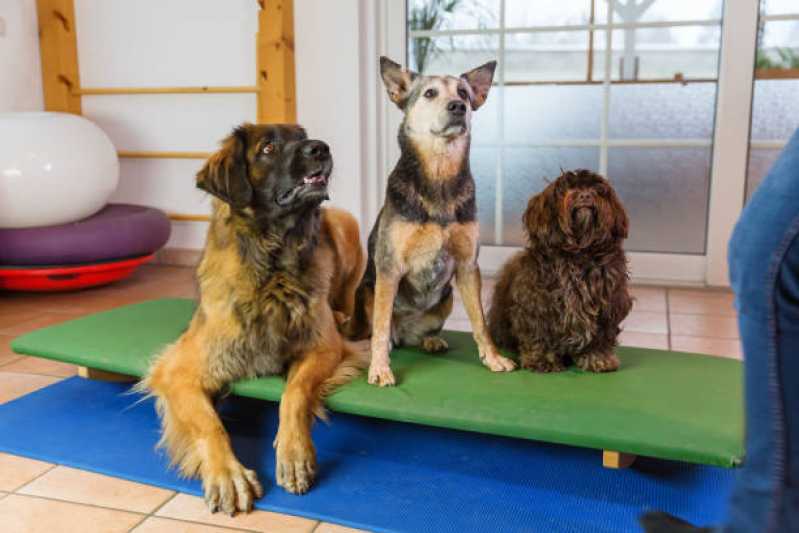 Onde Faz Reabilitação Animal e Fisioterapia Chácara Santo Antônio - Reabilitação para Cachorro
