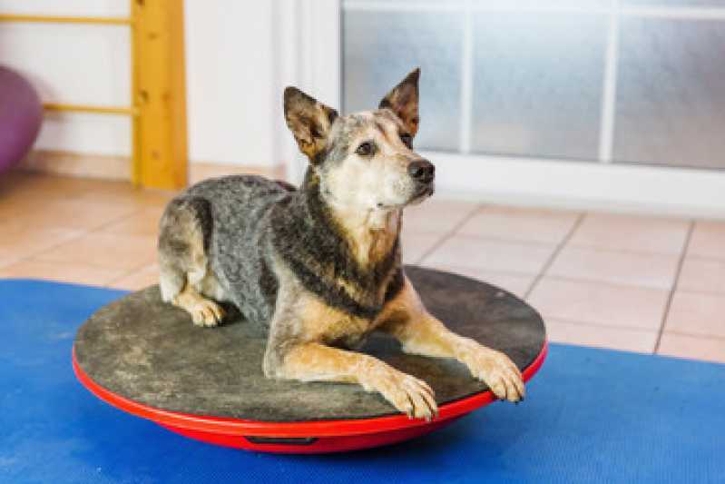 Onde Faz Reabilitação para Animais Sumaré - Reabilitação Animal e Fisioterapia