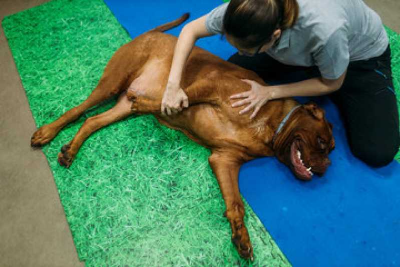 Onde Faz Reabilitação Pet Itapevi - Reabilitação Animal e Fisioterapia