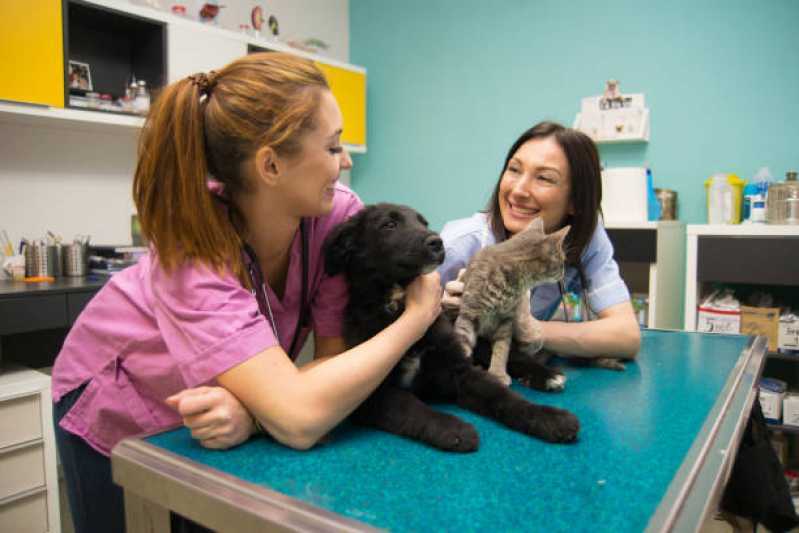 Onde Faz Tratamento com Ozonioterapia em Cães e Gatos Santa Cecília - Tratamento com Ozônio para Cães ABC
