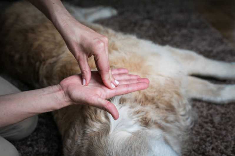 Onde Tem Fisioterapia de Animais Vila Andrade - Fisioterapia e Reabilitação para Animais