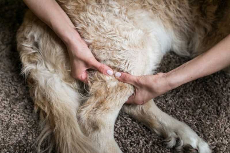 Onde Tem Fisioterapia e Acupuntura para Cachorros São Bernardo do Campo - Fisioterapia de Animais