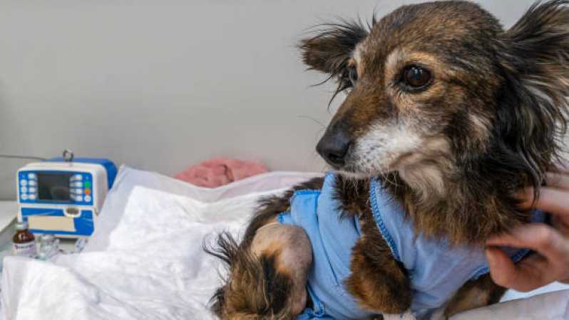 Onde Tem Fisioterapia e Reabilitação para Animais Guarulhos - Fisioterapia para Cachorro