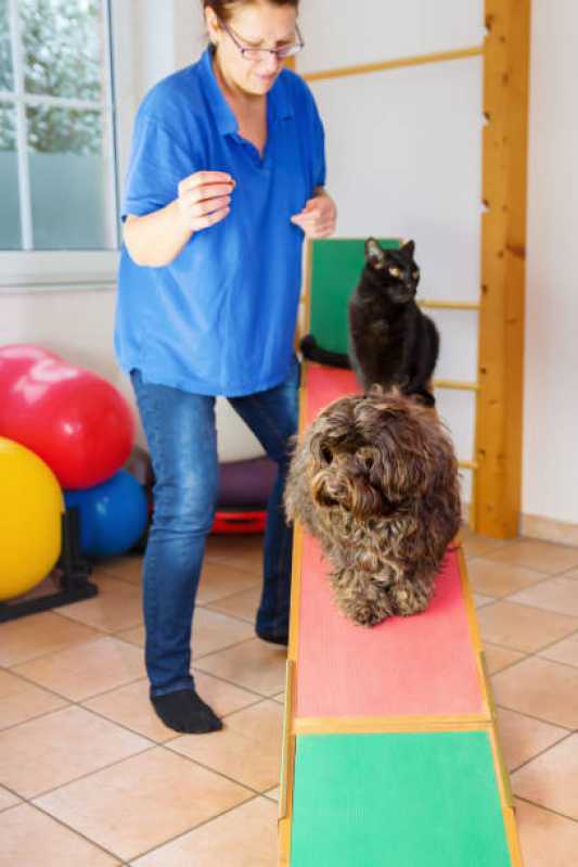 Onde Tem Fisioterapia em Cachorro Lapa - Fisioterapia para Cachorro com Cinomose