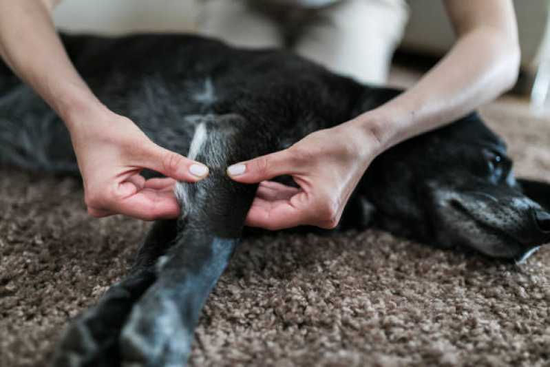 Onde Tem Fisioterapia para Cachorro com Artrose Paraíso - Fisioterapia em Cachorro