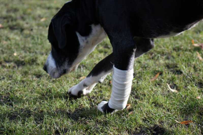 Onde Tem Fisioterapia para Cachorro com Cinomose Vila Romana - Fisioterapia para Cães com Displasia