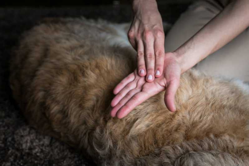 Onde Tem Fisioterapia para Cachorro com Displasia Jardins - Fisioterapia para Cães