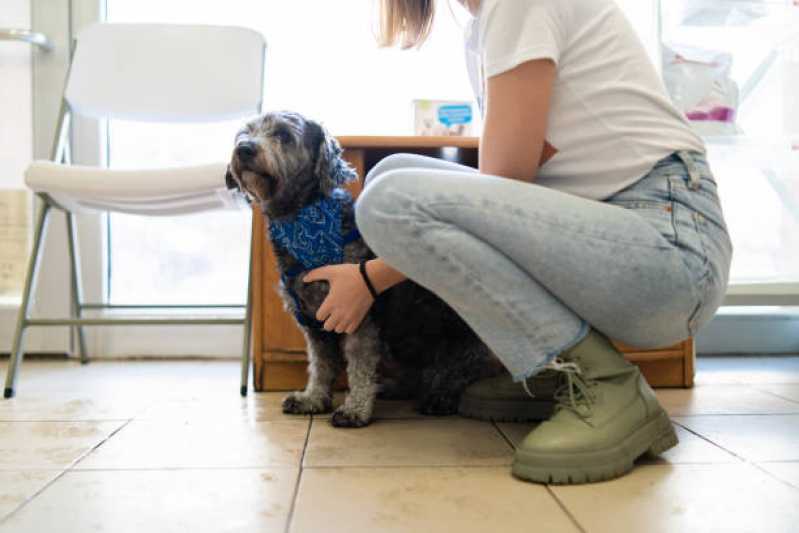 Onde Tem Fisioterapia para Cães com Displasia Vila Monte Alegre - Fisioterapia para Cachorro com Displasia