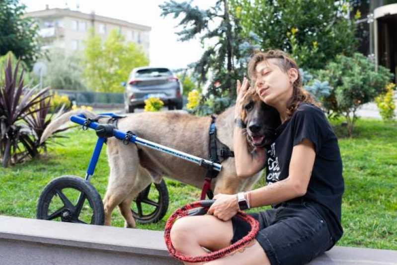 Onde Tem Fisioterapia para Cães com Hérnia de Disco Vila Hamburguesa - Fisioterapia para Cães com Displasia